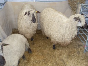 Teeswater Sheep