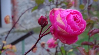Last rose of autumn / Letzte Herbstrose
