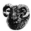 North Ronaldsay Sheep Fellowship Logo