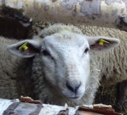 Ein Schaf aus Riga