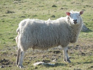 Ein Shetland-Schaf in voller Schönheit
