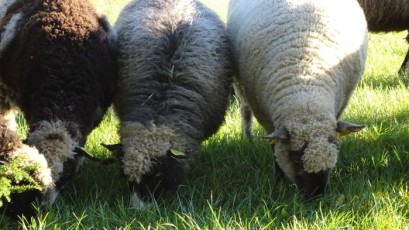 Schafe auf der Vanatoa Farm