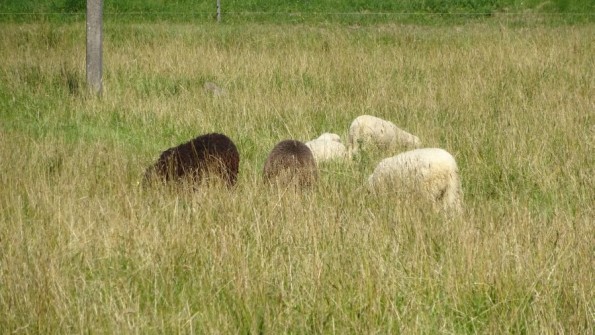 Schafe vor der Wollfabrik