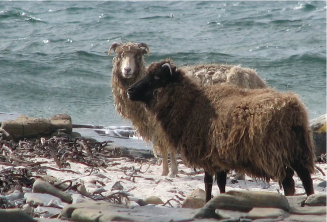 „North ron sheep“ von Ian Caldwell - Eigenes Werk. Lizenziert unter Creative Commons Attribution 2.5 über Wikimedia Commons - http://commons.wikimedia.org/wiki/File:North_ron_sheep.jpg#mediaviewer/File:North_ron_sheep.jpg