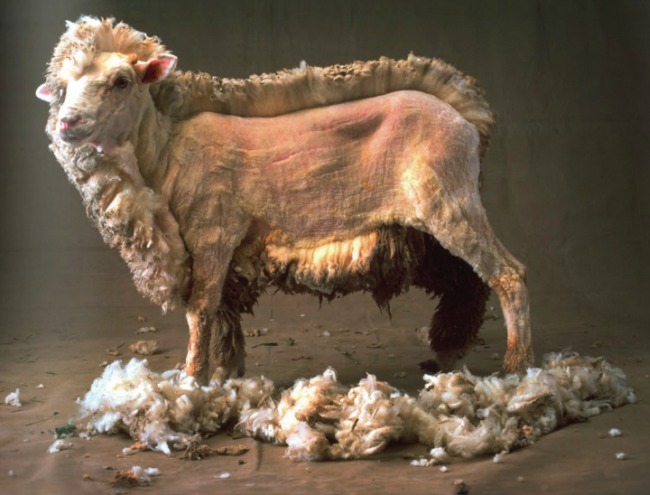 Suitable Sheep: Vom Schaf zum Anzug