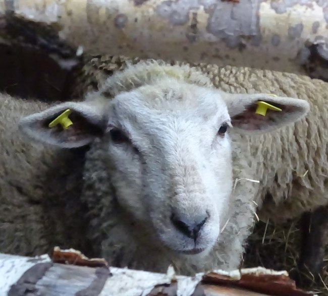 Ein Schaf aus Riga Ein Schaf aus Riga