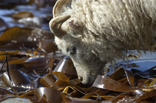 PaulGlendell: North Ronaldsay Sheep