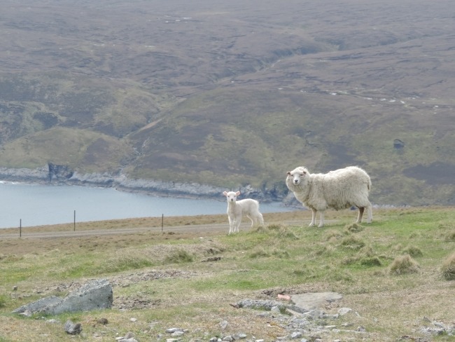 Shetland Schafe