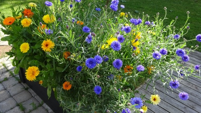 Blumen in Viljandi Blumen in Viljandi