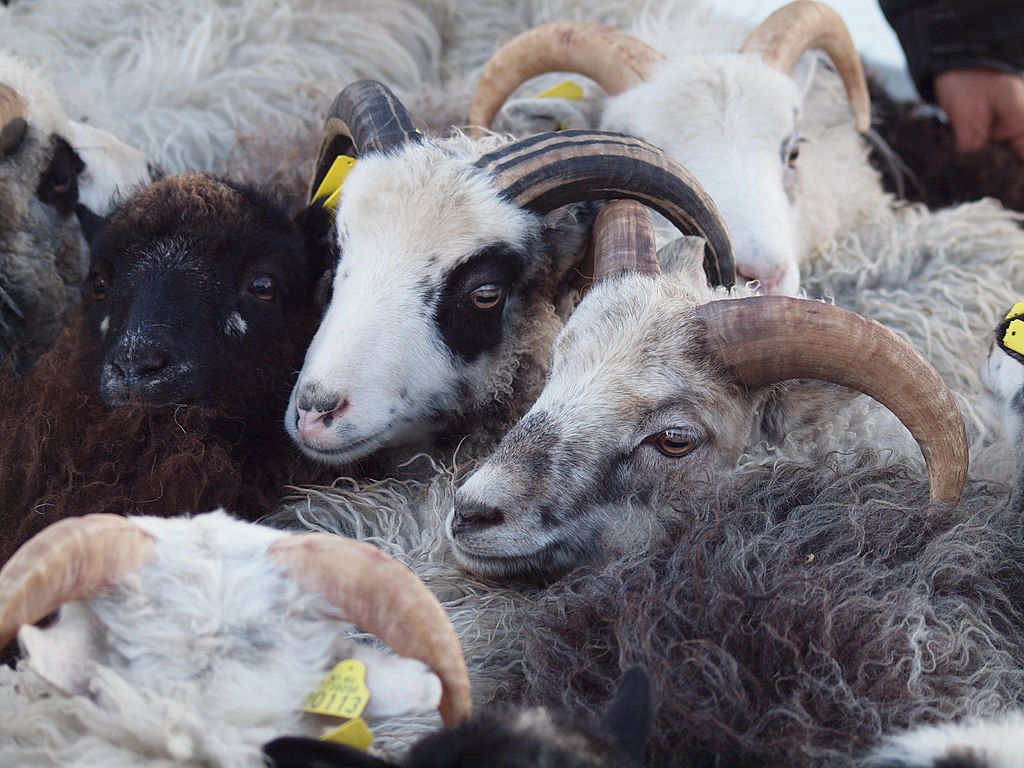 norwegische Spelsau-Schafe