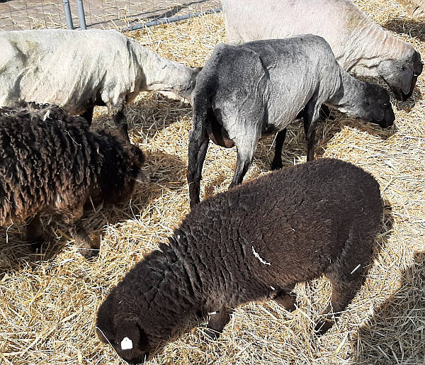 gestreßte Schafe auf dem Lämmermarkt
