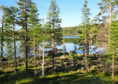 Waldregion in Lappland