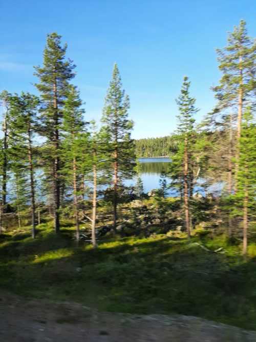 Waldregion in Lappland